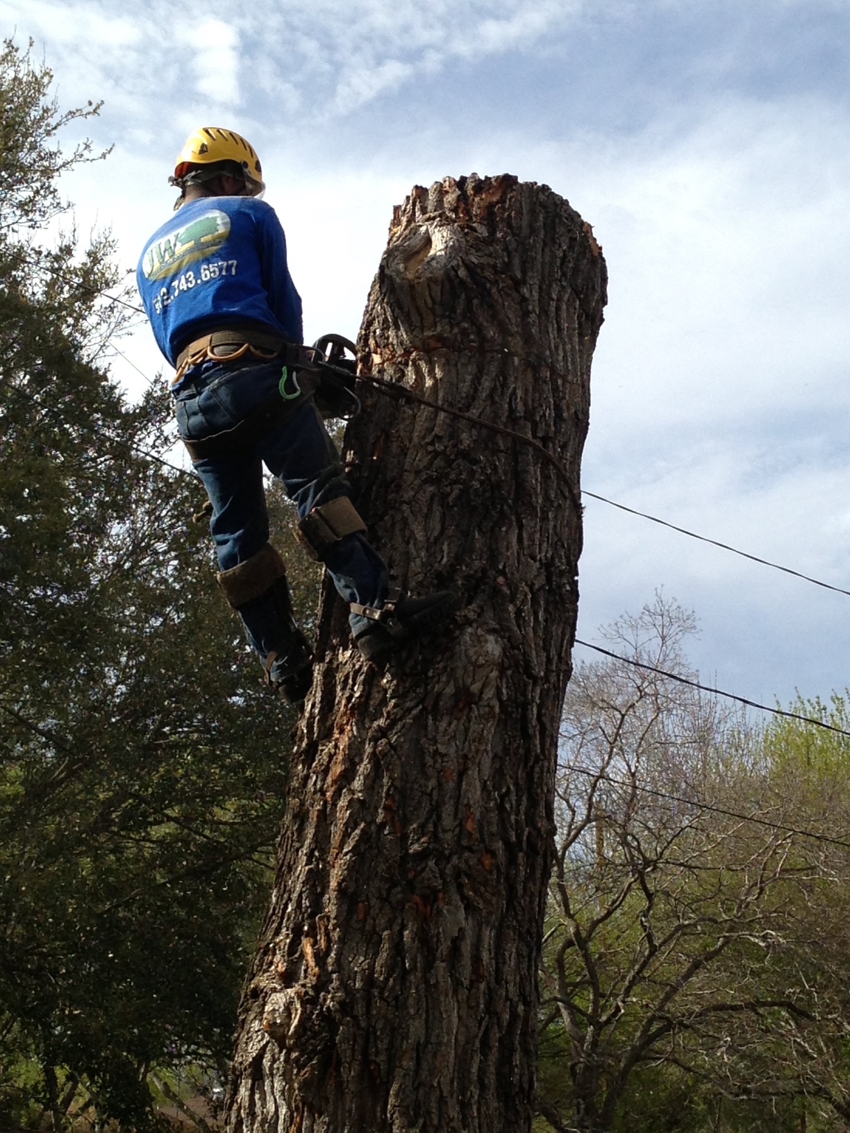 JW crew member secured beside a large tree trunk during removal work