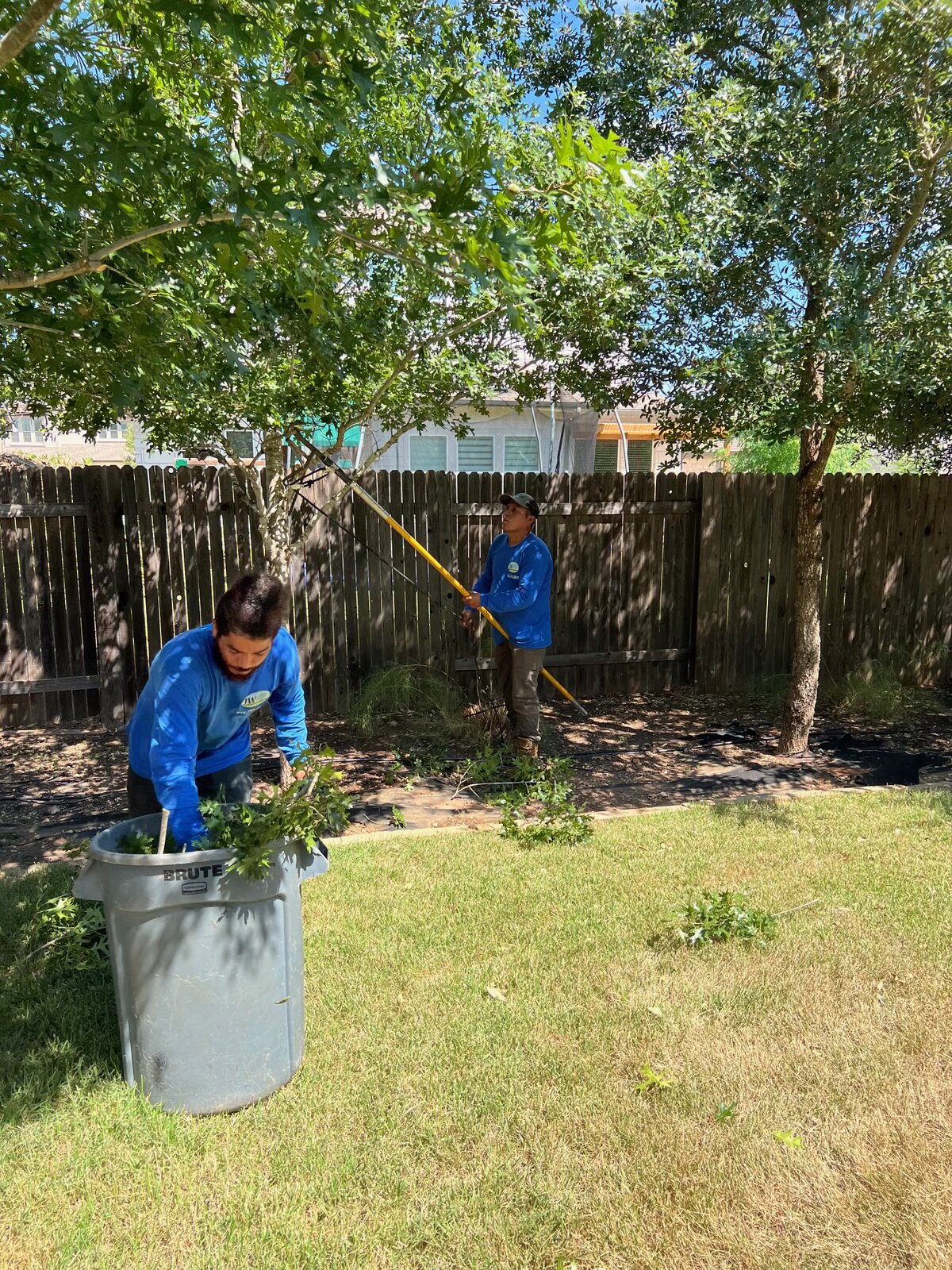 Crew members loading cut branches into a large rolling bin while a pole pruner works in the background