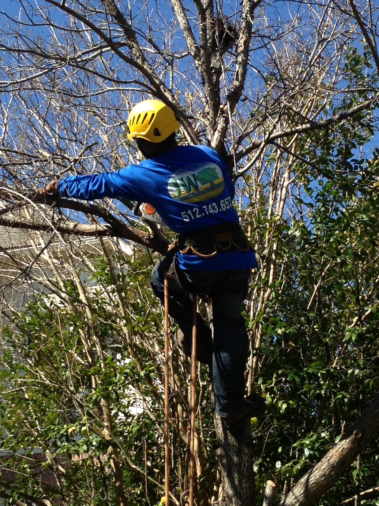 Tree Service work in Austin