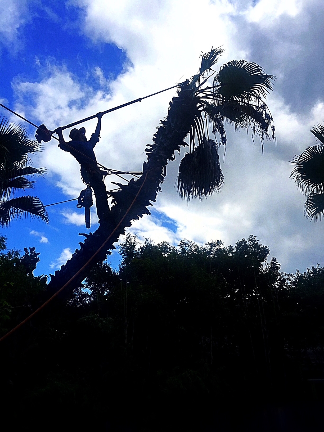 Tree Removal work in Central Texas