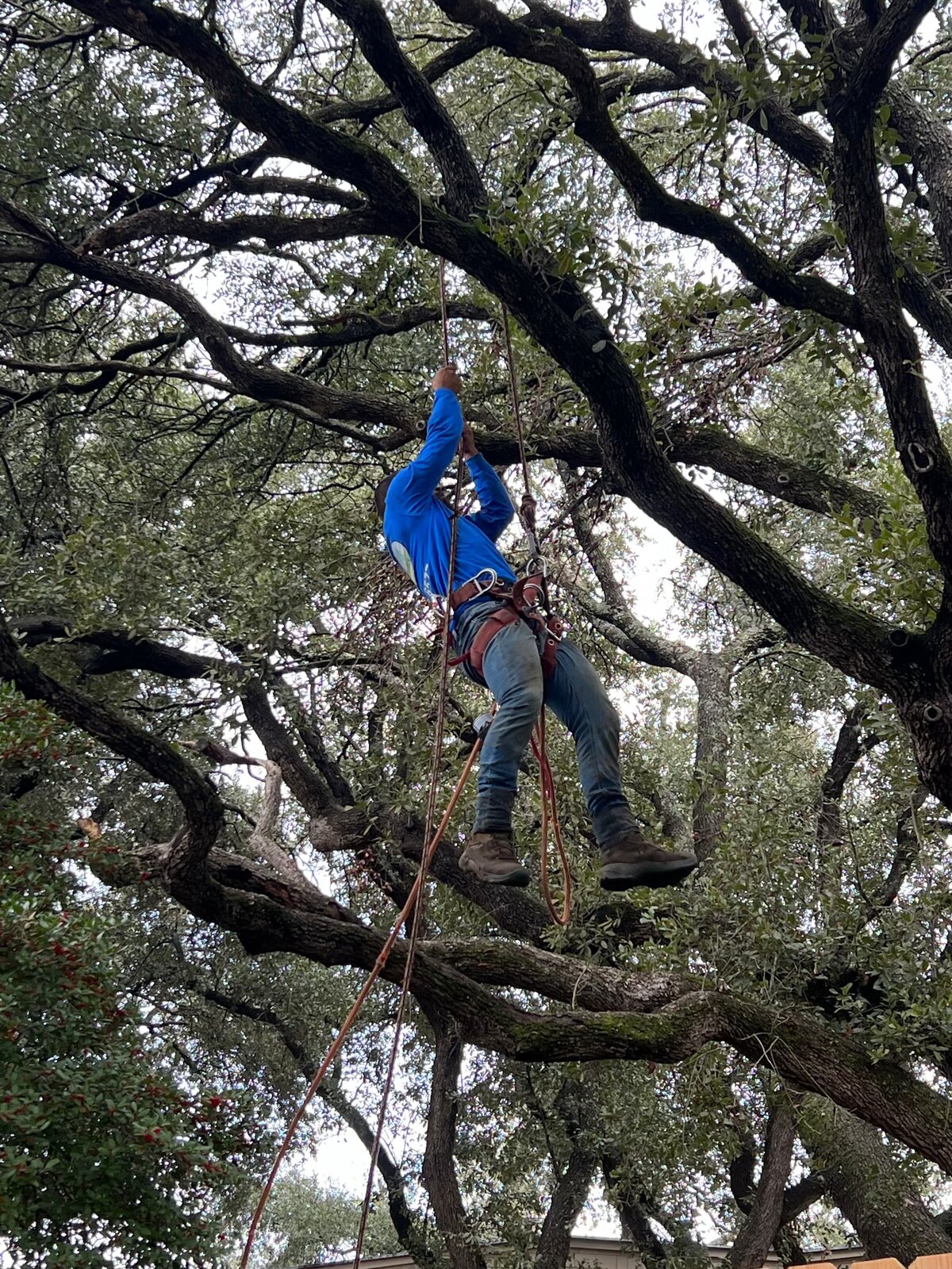 Arborist in a harness suspended by climbing ropes high in the canopy of a large oak tree